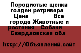 Породистые щенки голден ретривера › Цена ­ 25 000 - Все города Животные и растения » Собаки   . Свердловская обл.